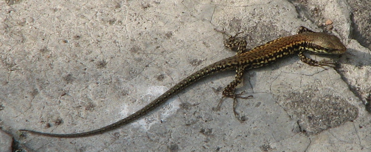 giovane Podarcis muralis